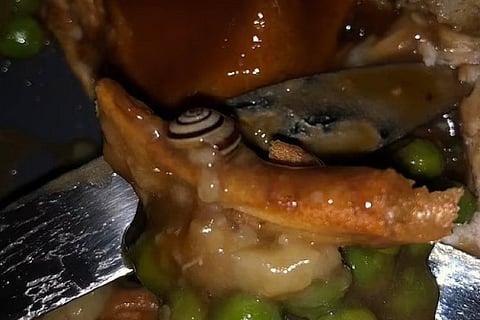 ஆன்லைன் உணவில் கிடந்த நத்தை!!மன்னிப்பு கேட்ட உணவகம்...