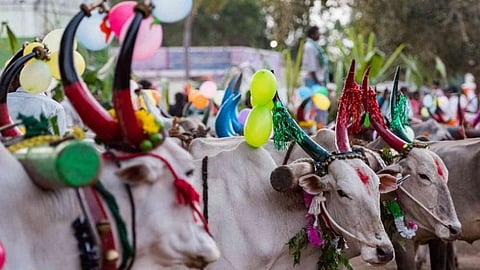 உழவனின் நண்பன்...ஜல்லிக்கட்டுக்கு சொந்தகாரன்...வீரத்திற்கு உரித்தான மாட்டுப் பொங்கல் கொண்டாட்டம்