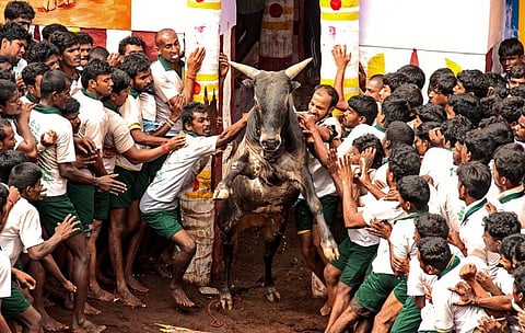 சும்மா கெத்தா சீறி வரும் காளைகளை பிடிக்க முடியாமல் திணறிய வீரர்கள்...! திருச்சி ஜல்லிக்கட்டில் பரபரப்பு