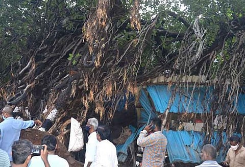 வேரோடு சாய்ந்த நூறு வயது ஆலமரம்...மீண்டும் உயிர் கொடுத்த ஆட்சியர்!!