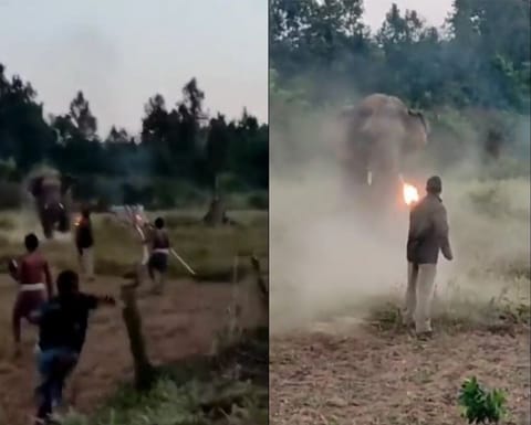 சிங்கம் சிங்கிளா தான் வரும்.. யானையை விரட்டி மாஸ் காட்டிய வனக்காவலர்!! வீடியோ