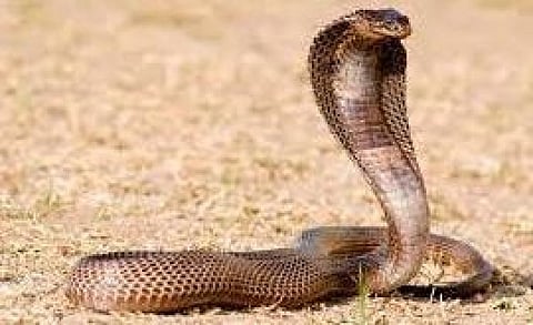 பாம்பை வைத்து நடனமாடிய இளைஞர் கைது!