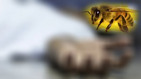 எமனாக வந்த தேனீக்கள் .. பணியின் போது டேங்க் ஆபரேட்டருக்கு ஏற்பட்ட நிலைமை!! ஆற்காட்டில் பரிதாபம்