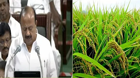 "சீர்மிகு நெல் சாகுபடி திட்டம்".. எங்கெங்கு எவ்வளவு ஒதுக்கீடு தெரியுமா? - வேளாண் பட்ஜெட்டில் அறிவித்தது என்ன?