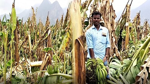 பலத்த சூறாவளிக் காற்றுடன் பெய்த கனமழை.. ரூ.50 லட்சம் மதிப்பிலான வாழை மரங்கள் ஓடிந்து சேதம் -  விவசாயிகள் வேதனை