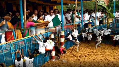 800 காளைகள்.. 300 மாடுபிடி வீரர்கள் - ஜல்லிக்கட்டு போட்டியை அமைச்சர் மெய்யநாதன் தொடக்கி வைத்தார்