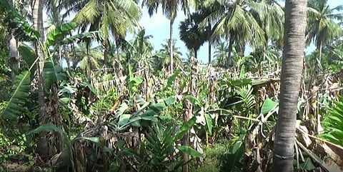 எடப்பாடி பகுதிகளில் சூறாவளி காற்றுடன் கனமழை.. 10 ஆயரம் வாழை மரங்கள் சேதம் - உரிய இழப்பீடு வழங்க விவசாயிகள் கோரிக்கை!!