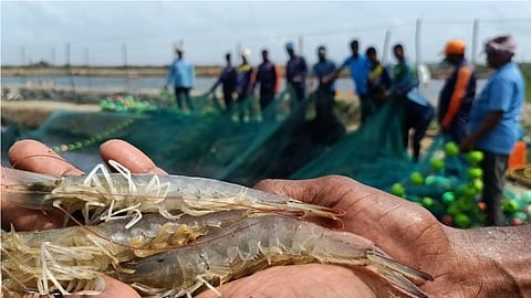 பதிவு செய்யாமல் இயங்கும் இறால் பண்ணைகள் மீது நடவடிக்கை கோரி கவன ஈர்ப்புத் தீர்மானம்!!