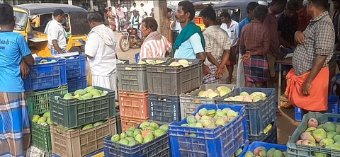 தொடங்கியது மாம்பழ சீசன்... குவியும் வியாபாரிகளால் மகிழ்ச்சியில் மா விவசாயிகள்!