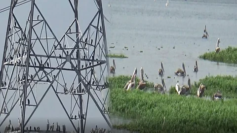 ஏரியில் ஆயிரக்கணக்கான வெளிநாட்டு பறவைகள் தஞ்சம்.. இனப்பெருக்கம் செய்ய ஏற்ற சூழலை ஏற்படுத்தி தர கோரிக்கை