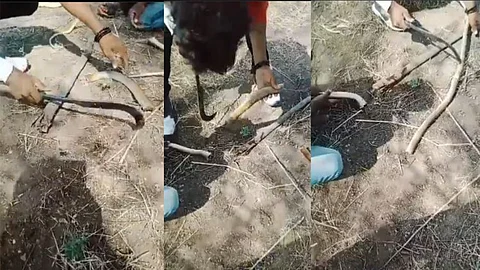 உயிருடன் உள்ள சாரை பாம்பை துண்டு துண்டாக வெட்டிய இளைஞர்கள் - வீடியோ வெளியாகி அதிர்ச்சி!!