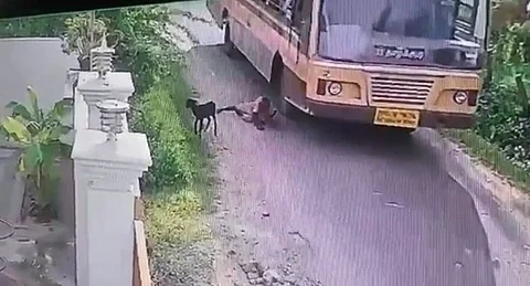 நிலைதடுமாறி பேருந்து டயர் முன் விழுந்த மூதாட்டி...ஓட்டுனரின் துரித செயலால் கன பொழுதில் உயிர்பிழைத்த பாட்டியின் வீடியோ வைரல்!