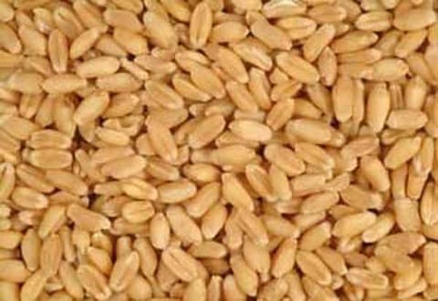 ஆப்கானுக்கு மேலும் 3 டன் கோதுமையை அனுப்பிய இந்தியா!