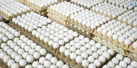 முட்டையின் கிடுகிடு விலை உயர்வுக்கு காரணம்? பண்ணையாளர்கள் சொல்வது என்ன?