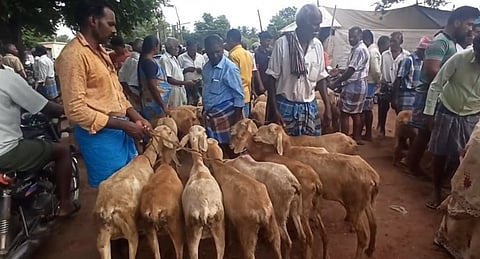 களைகட்டும் பக்ரீத் பண்டிகை.. கிருஷ்ணகிரியில் ஒரேநாளில் 2 கோடி ரூபாய்க்கு ஆடுகள் விற்பனை!!
