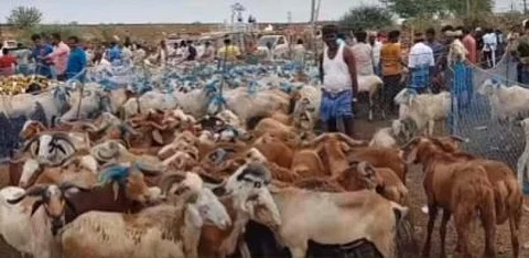 களைகட்டும் மாதவரம் ரெட்டேரி ஆட்டு சந்தை.. பக்ரீத் பண்டிகையையொட்டி ஆடு விற்பனை அமோகம்!!