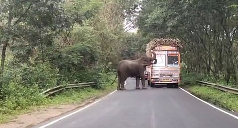 கரும்புக்கு அடிமையானவன்.... வண்டியை வழிமறித்து சுவைத்தான்..!