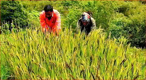 மலைப் பகுதியில் அழிந்து போன நெல் விவசாயத்தை செய்துவரும் குடும்பத்தினர்!
