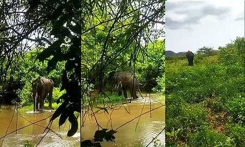 மனித எல்லை பிரச்சனைக்கு பலியாக இருந்த யானை!