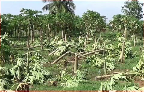 பல நூறு ஏக்கரில் பயிரிடப்பட்டிருந்த பப்பாளி மரங்கள் சேதம்...! விவசாயிகள் வேதனை..!