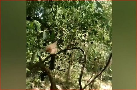 திருச்சி :  பச்சை மலைக்கு படையெடுத்த புதிய வகை பட்டாம்பூச்சி இனங்கள்...!