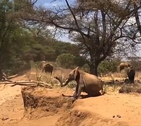 தாய் சொல்லை மீறாத பிள்ளை...வேடிக்கையான குட்டி யானையின் வீடியோ வைரல்...!