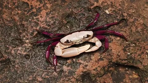 இவ்வளவு அழகான நண்டா? பார்ப்பவரைக் கவரும் இயற்கையின் அதிசயம்!!!