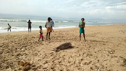 காயங்களுடன் இறந்த நிலையில் கரை ஒதுங்கிய கடல் பசு...!