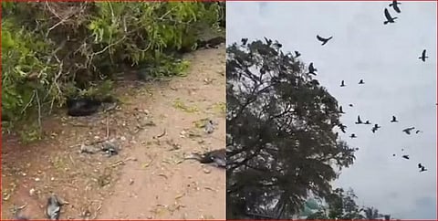 மனிதனே பூமியின் மிகக் கொடூரமான மிருகம்!!!- மனதை பதை பதைக்க வைக்கும் வைரல் வீடியோ!!!