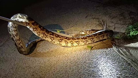 கோழிப்பண்ணைக்குள் தஞ்சம் அடைந்த மலைப் பாம்பு..! போராடிய தீயணைப்பு வீரர்கள்..!