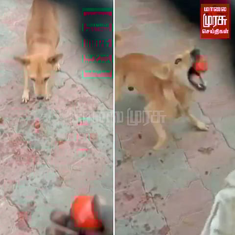 2 கிலோ தக்காளியை ‘லவக்! லவக்’ என்று விழுங்கிய நாய்!!!