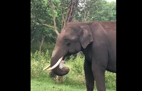 சுற்றுலாப்பயணிகள் வீசி சென்ற பிளாஸ்டிக் பையை சாப்பிட்ட காட்டு யானை!