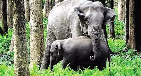 யானை தாக்குதலில் உயிரிழந்த ரவீந்திர போடோ!!! யானைத் தாக்குதலை நிறுத்தும் வழிதான் என்ன?!!