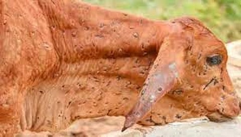 வைரஸின் மூலமும் அரசியல் ஆதாயம் தேடுகிறதா பாஜக!!!