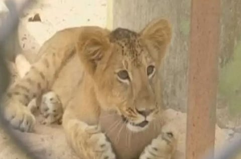 ரயில் தண்டவாளத்தில் அடிப்பட்டு உயிரிழந்த சிங்க குட்டி..!