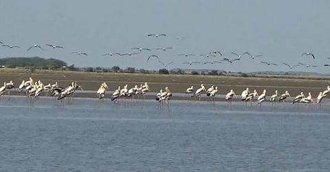 மழை காலத்துக்கு முன்பே வந்து குவியும் வெளிநாட்டு பறவைகள்!