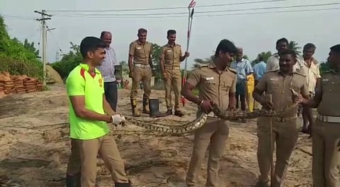 குடியிருப்புகளில் இருந்த 9 அடி மலைப்பாம்பு...!