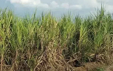 கரும்பு விளைச்சல் இருந்தும் வெட்ட முடியாமல் விவசாயிகள் வேதனை!