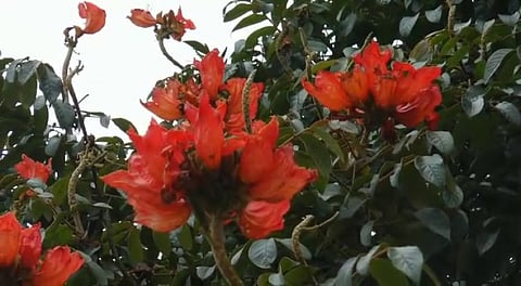 ஆண்டுக்கு இருமுறை மட்டுமே பூக்கும் 'ஸ்பேத்தோடியம் கேம்பனுலேட்டா'...! சுற்றுலா பயணிகள் ஆர்வம்...!