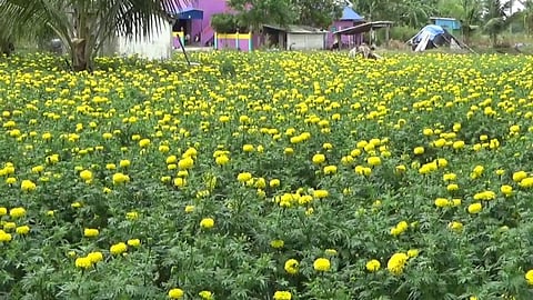 வேதாரண்யம் : ஆயுத பூஜையை முன்னிட்டு பூக்கள் விலை கடும் உயர்வு...!