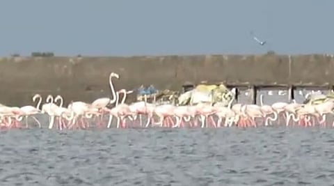 கோடியக்கரை பறவைகள் சரணாலயத்திற்க்கு வந்து குவியும் வெளிநாட்டு பறவைகள்!