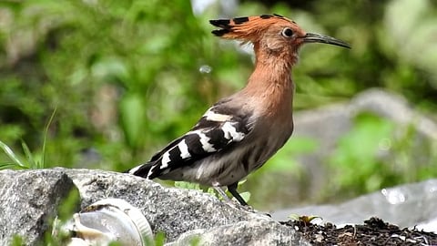 அழிவின் விளிம்பில் உள்ள மரங்கொத்தி பறவைகள்...! உணவு சங்கிலியை ஏற்படுத்த கோரிக்கை...!