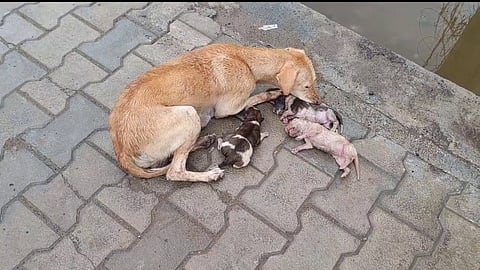 தாயை மிஞ்சிய சக்தி இந்த உலகத்துல எதுவுமே இல்ல...