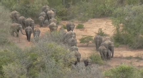 ஜவளகிரி வனப்பகுதியில் முகாமிட்டுள்ள யானைகள்...! பொதுமக்கள் பாதுகாப்பாக இருக்க வனத்துறை எச்சரிக்கை...!