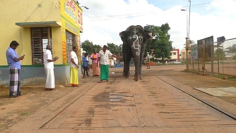 கல்யாணி யானை உடல்நிலை பரிசோதனை...! எடை குறைக்க அறிவுறுத்தல்..!