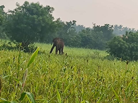 சோளக்காட்டை சேதப்படுத்திய காட்டுயானைகள் கூட்டம்...! விரட்டும் பணி தீவிரம்...!