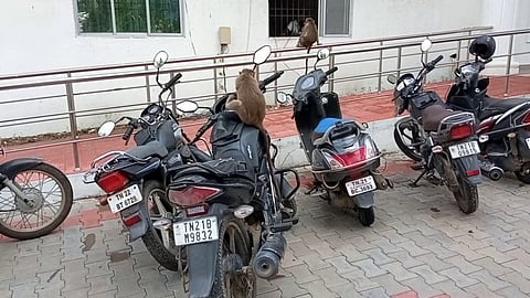 வட்டார வளர்ச்சி அலுவலகத்தில் குரங்குகள் தொல்லை...பொதுமக்கள் அவதி...!