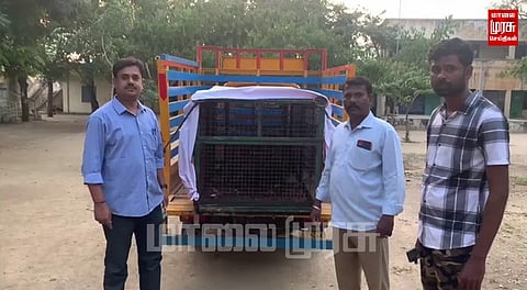 அட்டகாசம் செய்த குரங்குகள்... கூண்டு வைத்து பிடித்த அதிகாரிகள்...