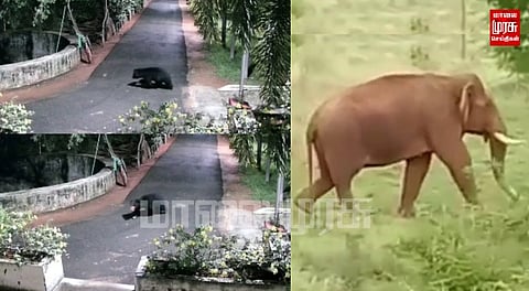 உல்லாசமாக சுற்றித் திரியும் கரடி மற்றும் யானை...
