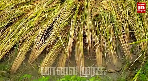 கனமழையால் 200 ஏக்கர் பயிர்கள் நாசம்... விவசாயிகள் வேதனை...